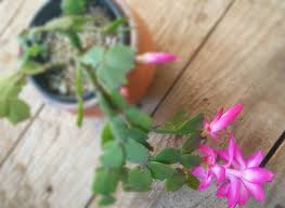 Now water the roots of your plant, directly after planting. Stunning Succulents The Gardening Foodie