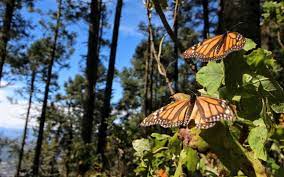 Migra Mariposa Monarca Tras Una Temporada Atipica El Sol De Zamora Noticias Locales Policiacas Sobre Mexico Michoacan Y El Mundo