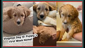 Our parents come from top quality and proven breeding stock, which is the first step in ensuring we believe a goldendoodle puppy can start to be shaped and molded starting from day one. Vlogmas Day 12 My Mini Goldendoodle Puppy S First Week Home Youtube
