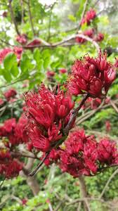 Image result for Schotia brachypetala