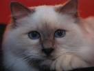 Urgent: tache noir sur le museau de mon chat : Forum Animaux