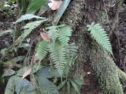 Image result for Arthropteris anniana