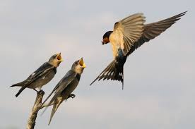 Odyssey Birds Of A Feather Location 2012 Photo Awards Top 100 Audubon Magazine Bird Mom Barn Swallow Bird