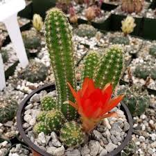 Pero hay mucha confusión sobre qué son las suculentas, y aún más los cuidados que necesitan. 12 Plantas Suculentas Colgantes Populares 3 Cactus Colgantes Con Flores