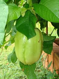 Image result for Passiflora quadrangularis