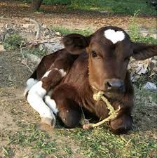 I M Emootional Cute Baby Cow Cute Cows Cute Animals
