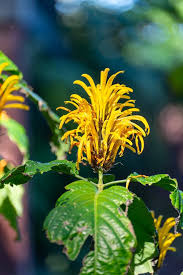 Image result for Justicia aurea