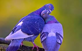 Are there any good 4k birds wallpapers? Lovely Birds Wallpaper Saf Wallpapers