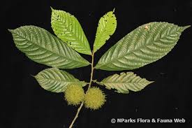 Image result for Rinorea angustifolia