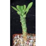 Image result for Monadenium lugardiae