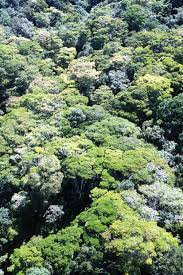 Image result for Clutia stuhlmannii