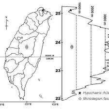 Image result for Microstegium fasciculatum