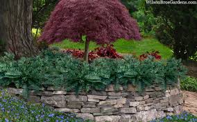 Image result for Polycarpaea prostratum