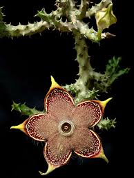 Maybe you would like to learn more about one of these? Edithcolea Grandis Persian Carpet Flower World Of Succulents