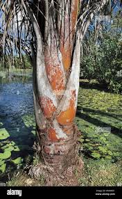 Image result for Raphia farinifera