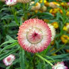 Image result for Helichrysum geminatum