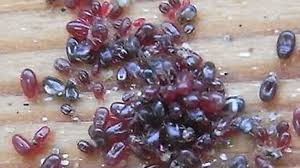 Image result for red mite