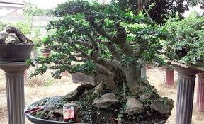 Bonsai Santigi Surabaya Bonsai Tanaman Pekarangan