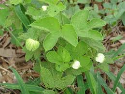 Image result for Dalechampia scandens