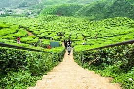 Things to do at cameron highlands tea plantations. Kuala Lumpur To Cameron Highlights Private Tour With Transport 2021