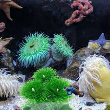 Image result for Eriocaulon cinereum