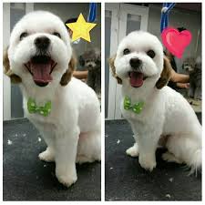 Lancaster puppies advertises puppies for sale in pa, as well as ohio, indiana, new york and other states. Photos At Ny Puppy Club Now Closed Pet Service In Flushing