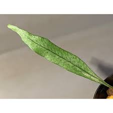 Image result for Microsorum scandens