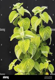 Image result for Plectranthus swynnertonii