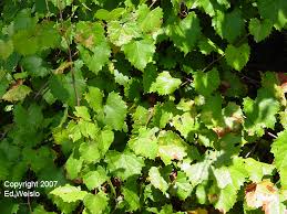 Turffiles provides turfgrass information to homeowners, students, extension personnel and professional turfgrass managers. Florida S Vines Page 3 Of 5