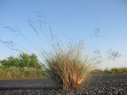 Image result for Eragrostis curvula