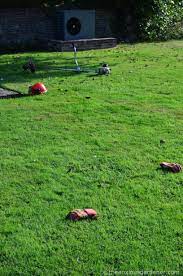 They are preying on insects or larvae in the lawn soil. Strimming A Wasp Nest The Anxious Gardener