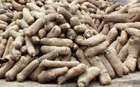 Yam Wholesales Business : BusinessHAB.com