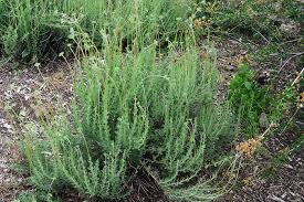 Image result for Eriospermum flexuosum