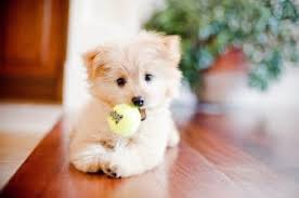 Among the poodle breeds, you will come across the standard, miniature, and toy poodles. The Pomapoo Who Can Resist Such Cuteness Animalso