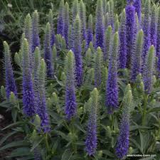 Rosenbegleiter Ehrenpreis Blue Cadet Kerzenformige Bluten In Violett Bis Blau Leuchten Die Staude Ist Bluhreich Und Ans Ehrenpreis Pflanzen Bepflanzung