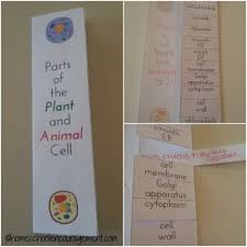 They are membrane bound fluid filled vesicles and flattened membranes stacked over one another called cisternae.in plant cell it is called by a special name that. Plant And Animal Cell Printables Grades 4 6