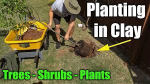 These nutrients can be side dressed on your plants as needed. Planting In Clay Soil Trees Shrubs And Plants Youtube