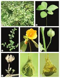 Image result for Sida ovata