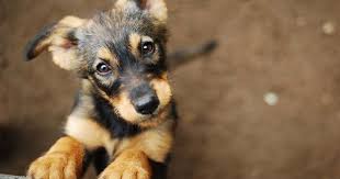 kopekler dunyayi nasil gorur evcil hayvan pets pets and animals dogs cats love hayvan bakim kedi kopek e in 2021 pet adoption center street dogs cat adoption