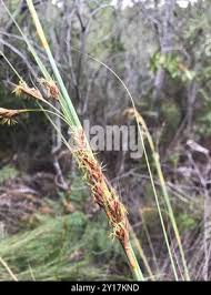 Image result for Tetraria