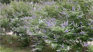 Image result for Vitex franceseana