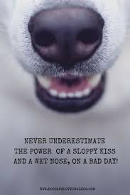 Dog Quote Never Underestimate The Power Of A Sloppy Kiss And A Wet Nose On A Bad Day Dog Quotes Funny Dogs Animal Quotes