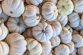 At langenstein's on metaire the difference in cost is because less farmers are growing the white pumpkins, so that's why they'll cost a little more on the retail side, he said. What Is A White Pumpkin And What Can You Do With One