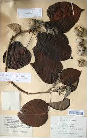 L'ancien pr?sident de la r?publique a affirm? Croton Aleuritoides P E Berry Euphorbiaceae A Distinctive New Tree Species From Montagne Des Francais In Northern Madagascar
