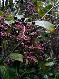 Image result for Chassalia umbraticola