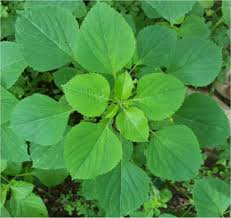 Image result for Acalypha fruticosa