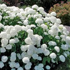 Nandina plants and landscape grasses are a good match. Flowering Bushes Shrubs Jackson Perkins Jackson Perkins