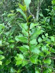 Image result for Scolopia zeyheri