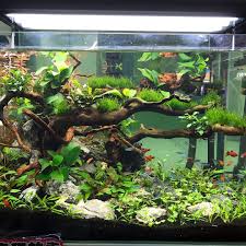 801 Likes 10 Comments Tmk Aquarist Tmk Aquarist On Instagram Some Of The Cool Setups At The Guangzhou F Aquarium Tropical Fish Aquarium Aquarium Design