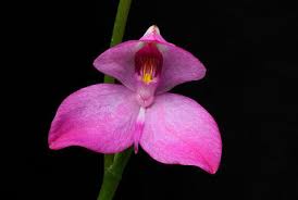 Image result for Disa welwitschii